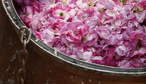تصویر 5 از فروش اسانس گل محمدی طبیعی + فروش صادراتی